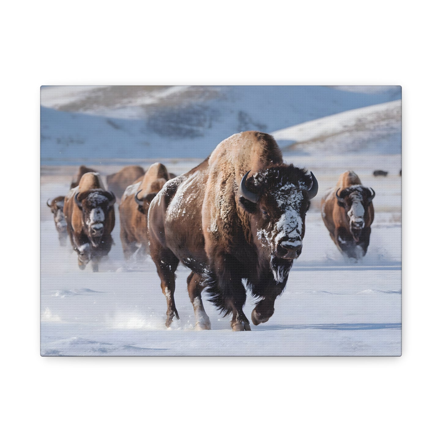 Massive Bison Herd in Snow | Winter Wildlife Photography Wall Art | Snow-Covered Plains Art | " Lead The Pack " - Matte Canvas