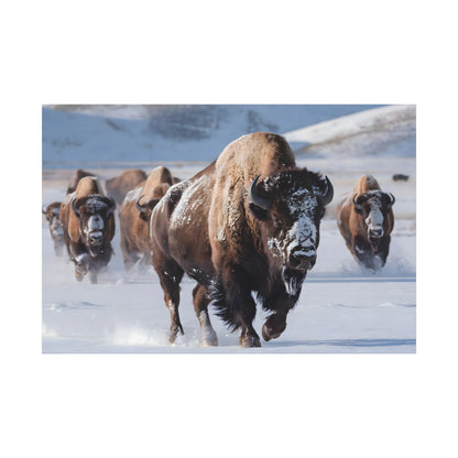 Massive Bison Herd in Snow | Winter Wildlife Photography Wall Art | Snow-Covered Plains Art | " Lead The Pack " - Matte Canvas