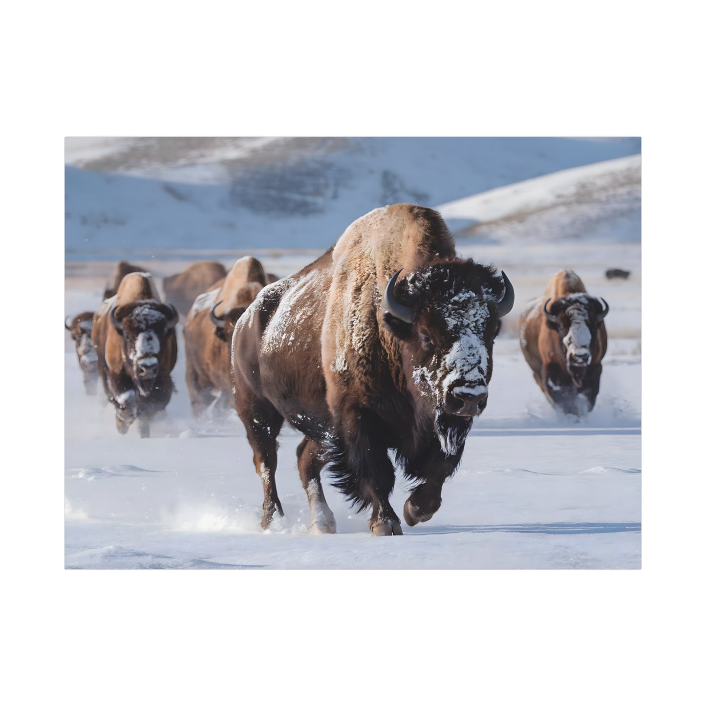 Massive Bison Herd in Snow | Winter Wildlife Photography Wall Art | Snow-Covered Plains Art | " Lead The Pack " - Matte Canvas