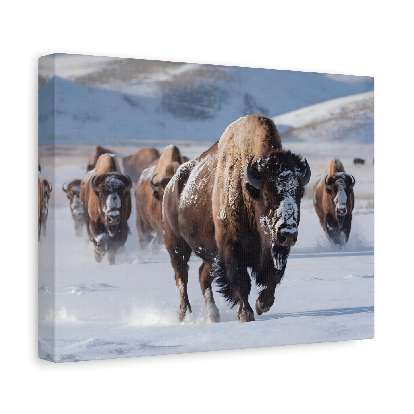 Massive Bison Herd in Snow | Winter Wildlife Photography Wall Art | Snow-Covered Plains Art | " Lead The Pack " - Matte Canvas