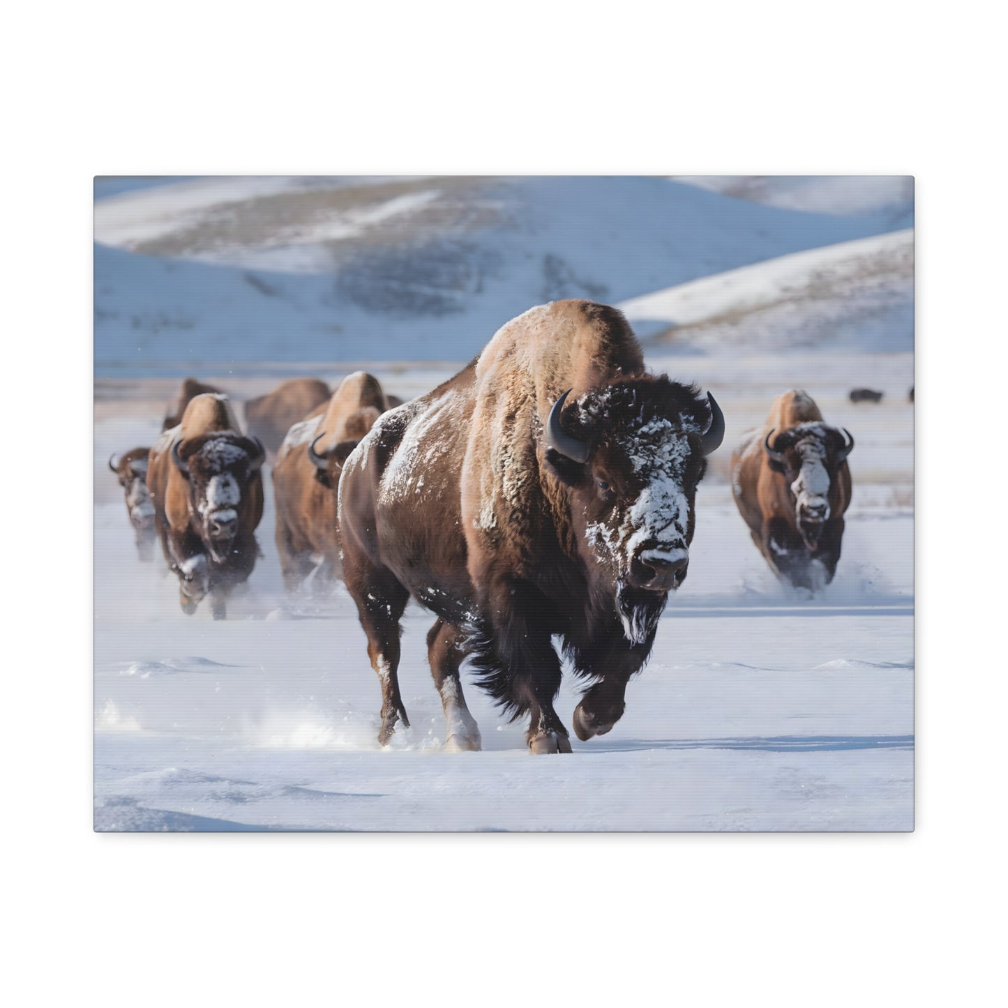 Massive Bison Herd in Snow | Winter Wildlife Photography Wall Art | Snow-Covered Plains Art | " Lead The Pack " - Matte Canvas