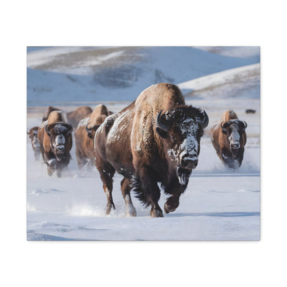 Massive Bison Herd in Snow | Winter Wildlife Photography Wall Art | Snow-Covered Plains Art | " Lead The Pack " - Matte Canvas