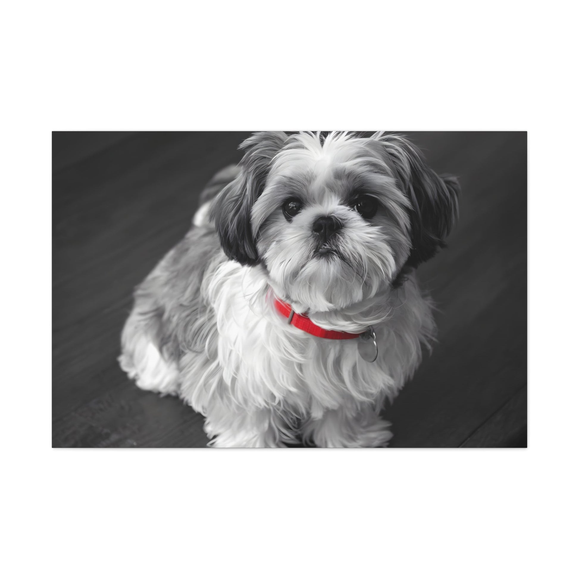 "Curly-Sue" The Shih Tzu Black & White Photo | Monochromatic Dog Art Canvas