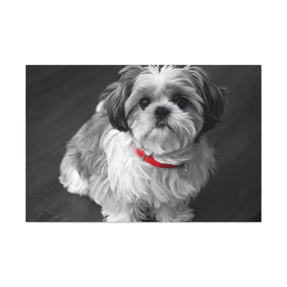 "Curly-Sue" The Shih Tzu Black & White Photo | Monochromatic Dog Art Canvas