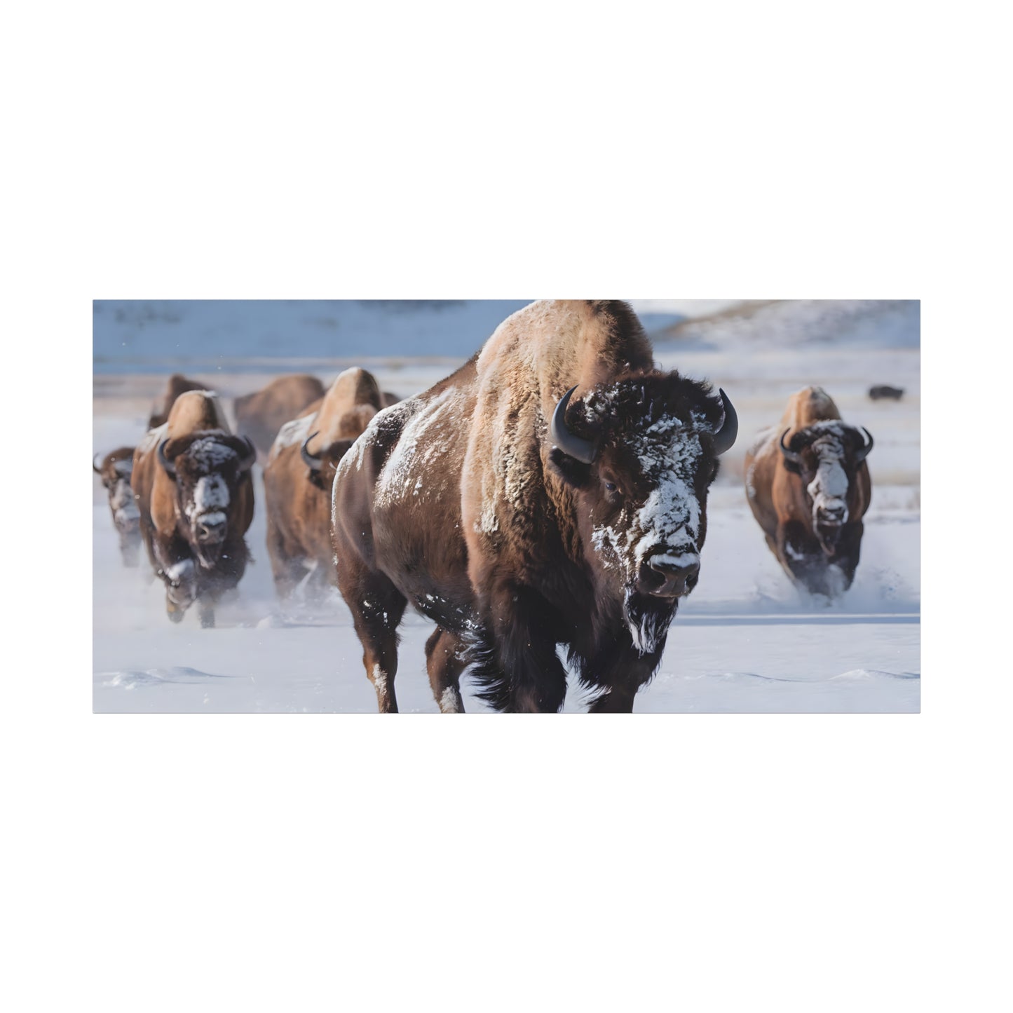 Massive Bison Herd in Snow | Winter Wildlife Photography Wall Art | Snow-Covered Plains Art | " Lead The Pack " - Matte Canvas