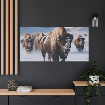 Massive Bison Herd in Snow | Winter Wildlife Photography Wall Art | Snow-Covered Plains Art | " Lead The Pack " - Matte Canvas