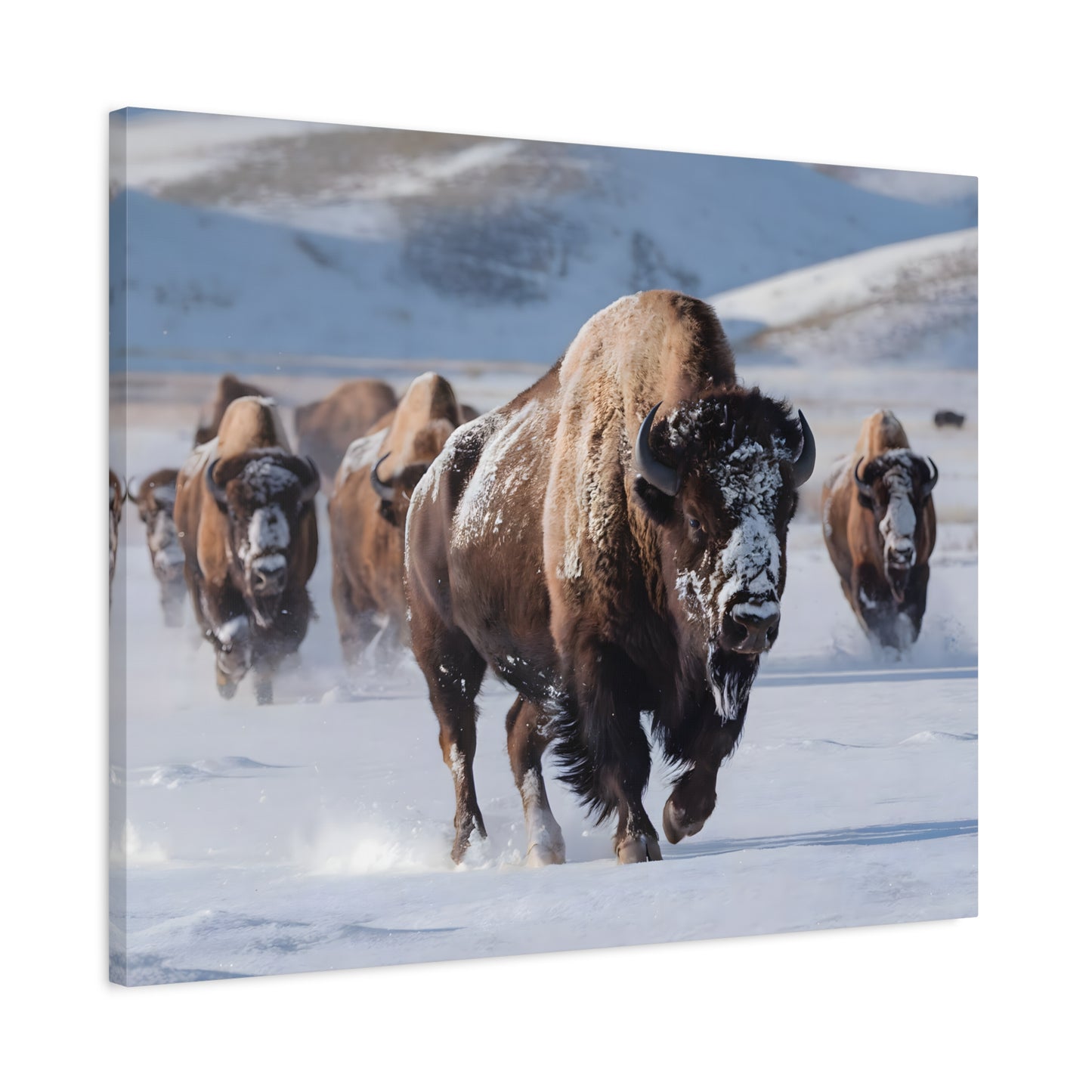 Massive Bison Herd in Snow | Winter Wildlife Photography Wall Art | Snow-Covered Plains Art | " Lead The Pack " - Matte Canvas