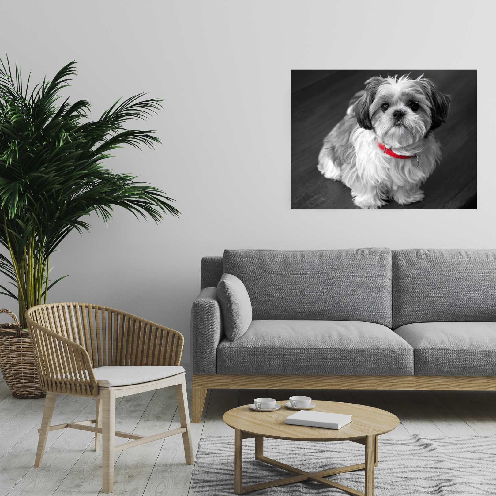 "Curly-Sue" The Shih Tzu Black & White Photo | Monochromatic Dog Art Canvas