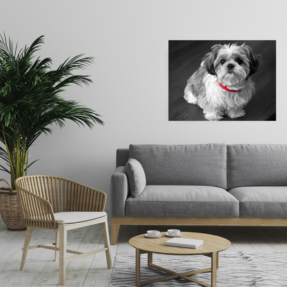 "Curly-Sue" The Shih Tzu Black & White Photo | Monochromatic Dog Art Canvas