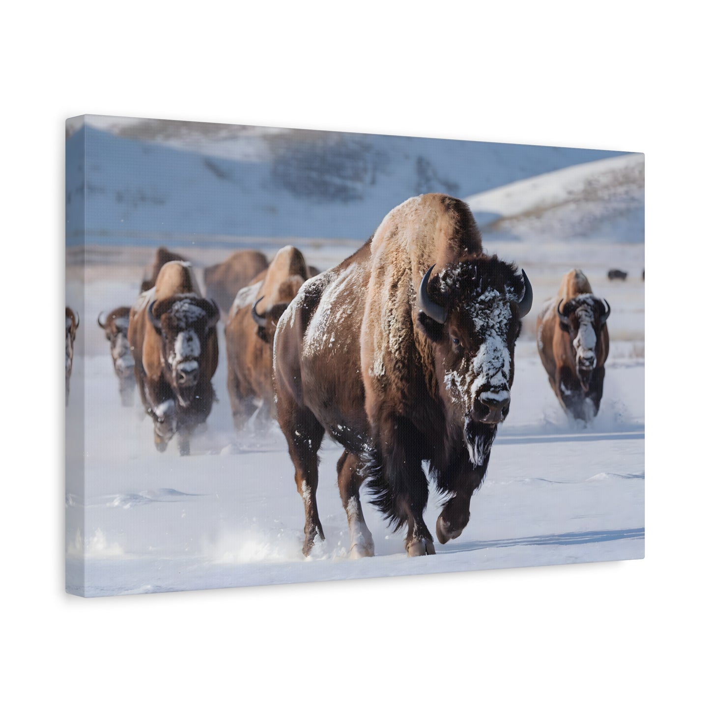 Massive Bison Herd in Snow | Winter Wildlife Photography Wall Art | Snow-Covered Plains Art | " Lead The Pack " - Matte Canvas