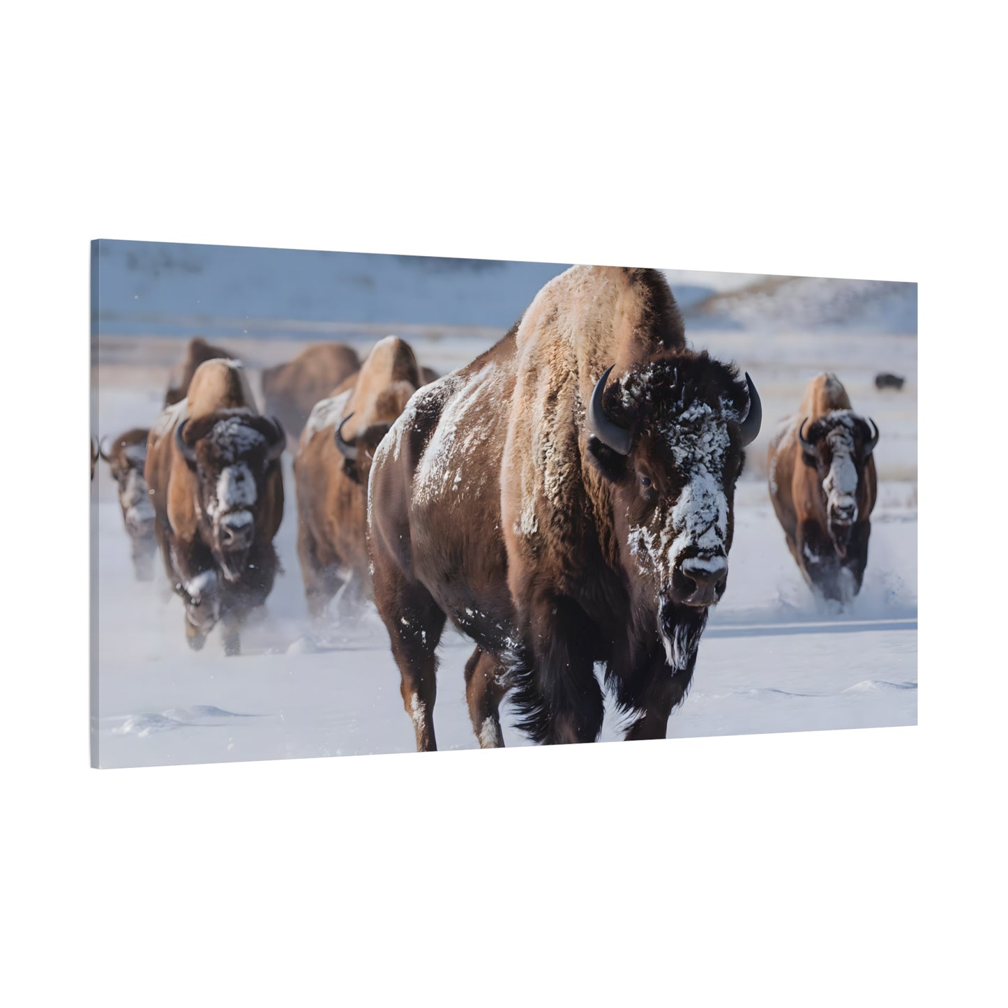 Massive Bison Herd in Snow | Winter Wildlife Photography Wall Art | Snow-Covered Plains Art | " Lead The Pack " - Matte Canvas