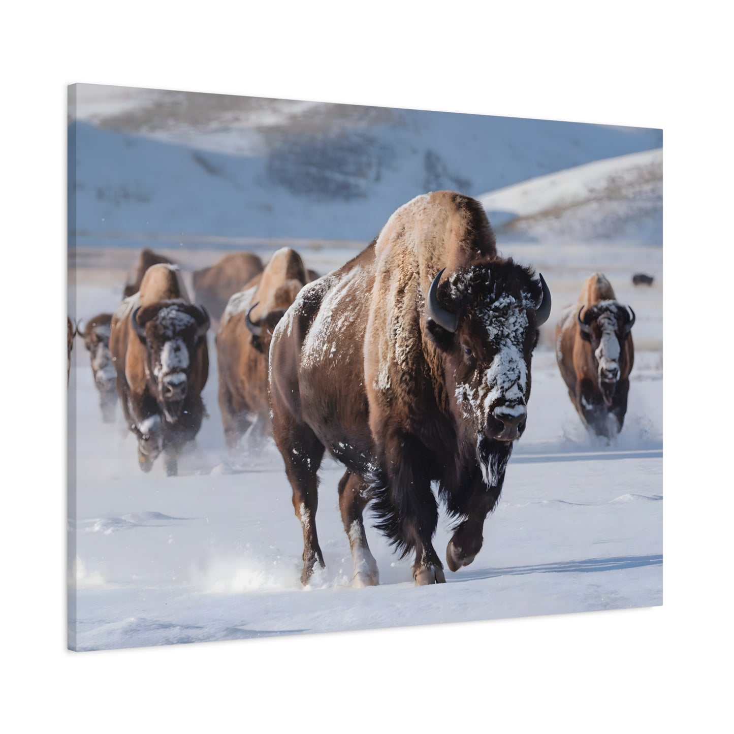 Massive Bison Herd in Snow | Winter Wildlife Photography Wall Art | Snow-Covered Plains Art | " Lead The Pack " - Matte Canvas