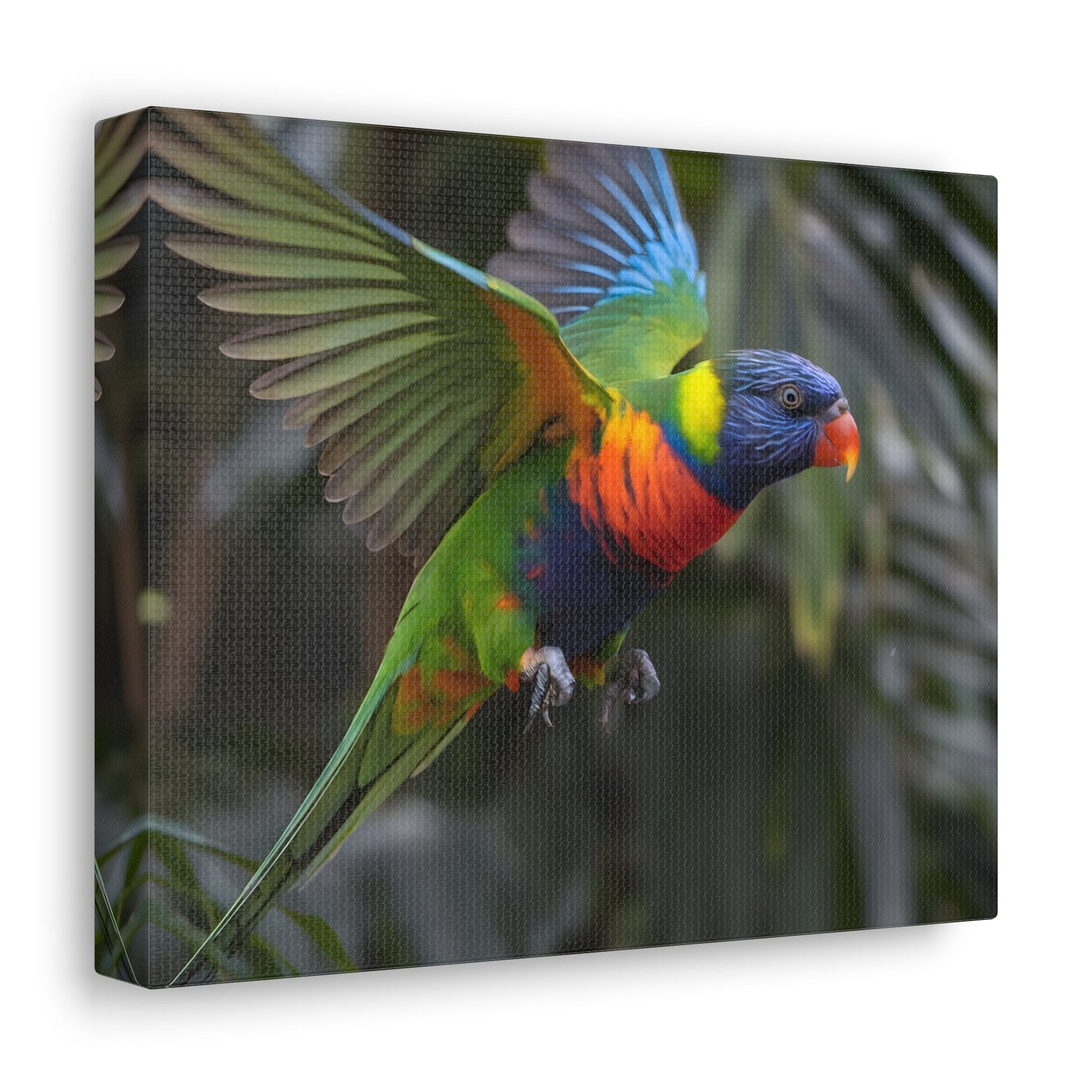 Vibrant Bird ArtRainbow Lorikeet in Flight | Cinematic Wildlife Photography | Vibrant CanvasRainbow Lorikeet in Flight – Cinematic Wildlife Photography
A breathtaking medium shot of a vibrant rainbow lorikeet in mid-flight, showcasing its dazzling plumage o