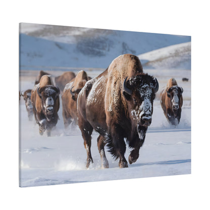 Massive Bison Herd in Snow | Winter Wildlife Photography Wall Art | Snow-Covered Plains Art | " Lead The Pack " - Matte Canvas