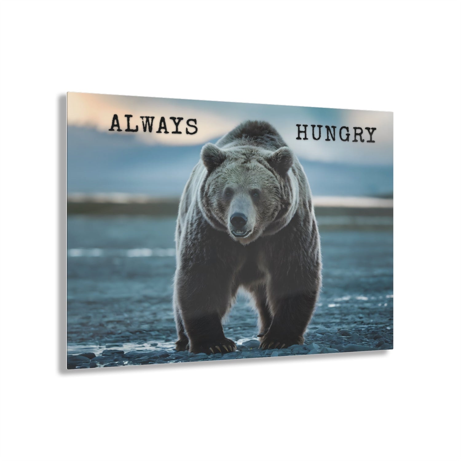 Always Hungry brown bear acrylic wall art featuring wilderness scenery.