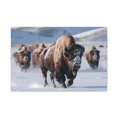 Massive Bison Herd in Snow | Winter Wildlife Photography Wall Art | Snow-Covered Plains Art | " Lead The Pack " - Matte Canvas