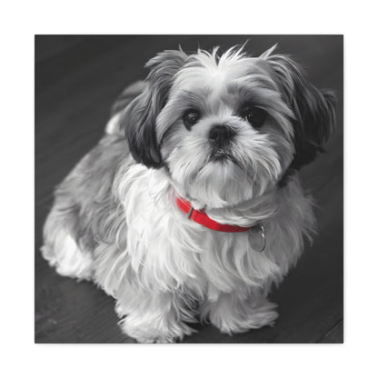 "Curly-Sue" The Shih Tzu Black & White Photo | Monochromatic Dog Art Canvas