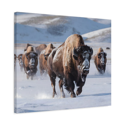 Massive Bison Herd in Snow | Winter Wildlife Photography Wall Art | Snow-Covered Plains Art | " Lead The Pack " - Matte Canvas