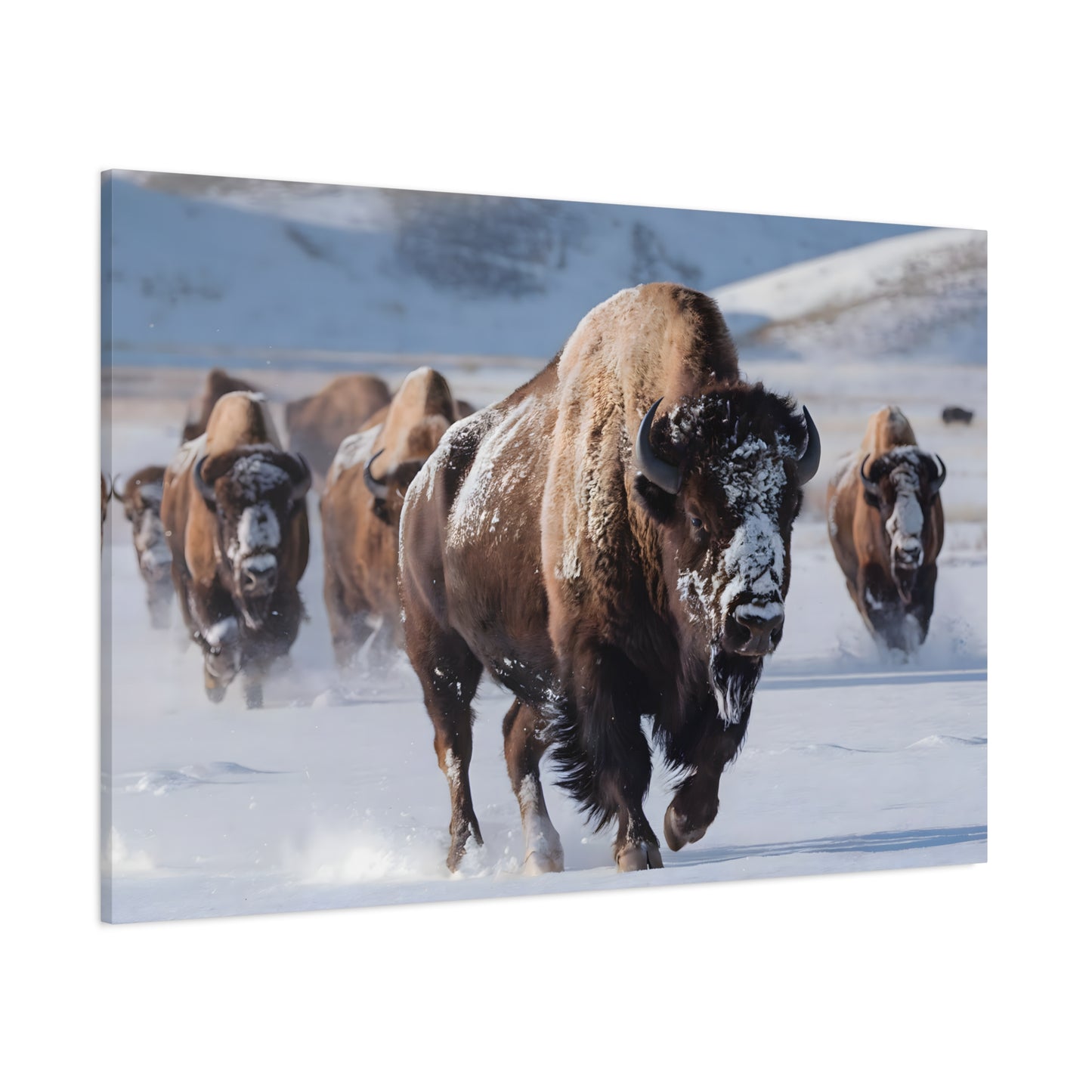 Massive Bison Herd in Snow | Winter Wildlife Photography Wall Art | Snow-Covered Plains Art | " Lead The Pack " - Matte Canvas